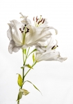 c-lilium candidum